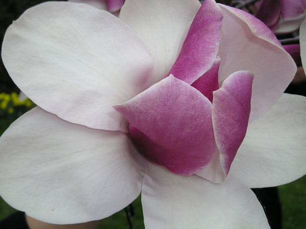 Magnolia Flower by Tamara Ward