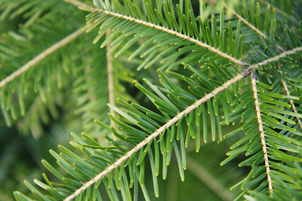 Spruce Tree Branch Free Stock Photo - Public Domain Pictures