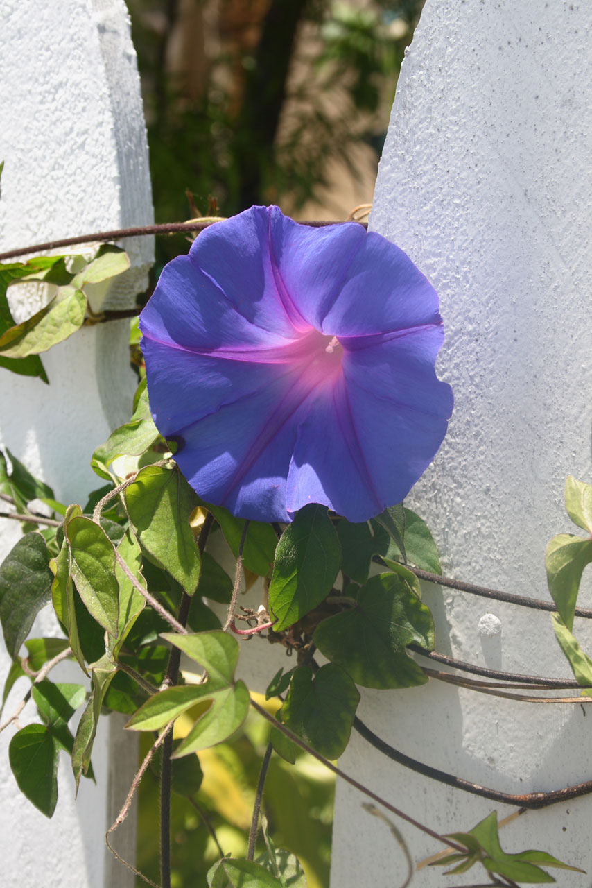 Morning Glory On Fence Free Stock Photo - Public Domain Pictures