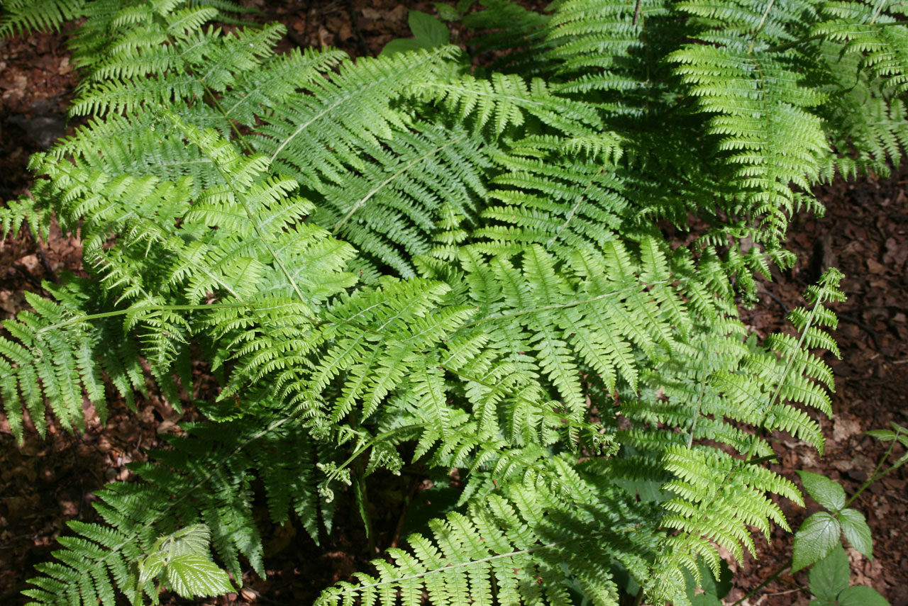 Common Fern Free Stock Photo - Public Domain Pictures