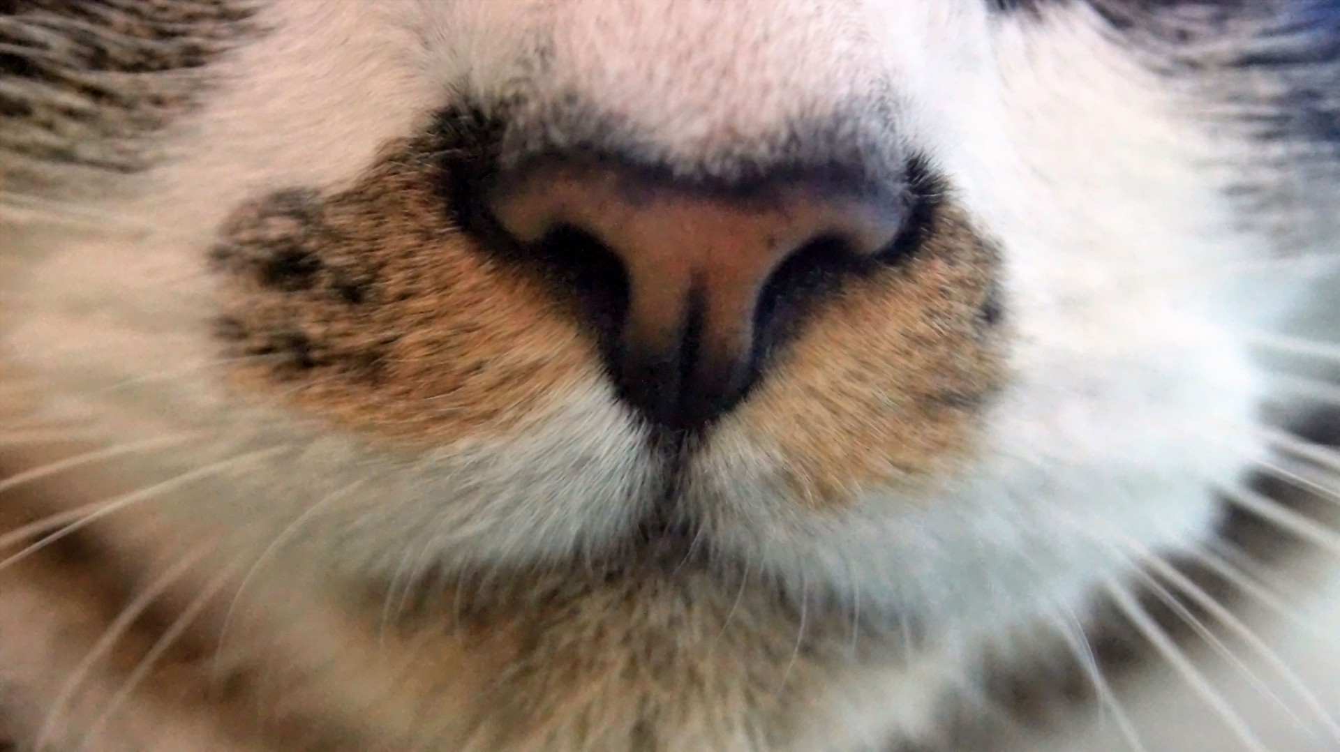 Cat Nose Free Stock Photo - Public Domain Pictures
