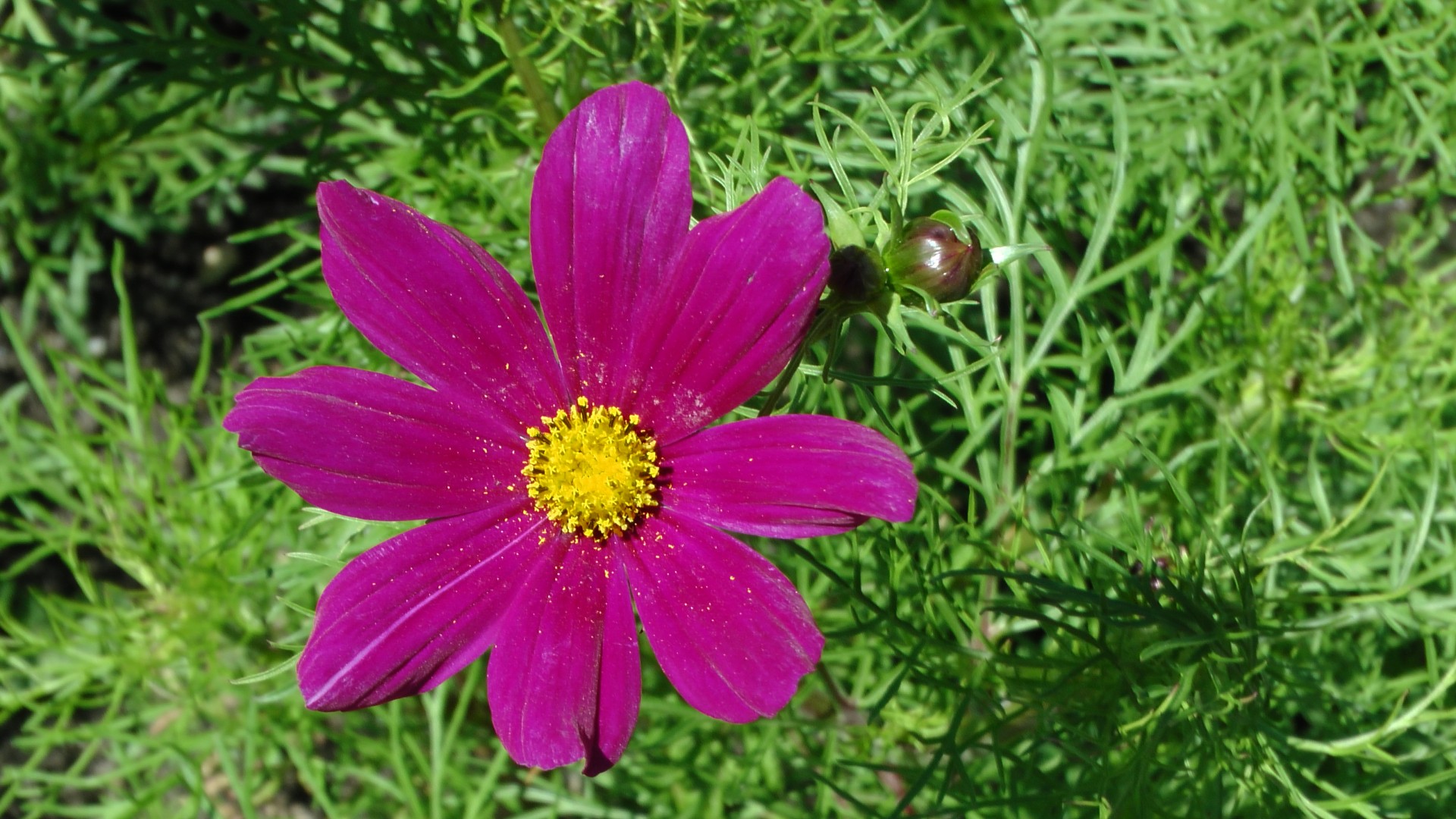 Purple And Yellow Flower