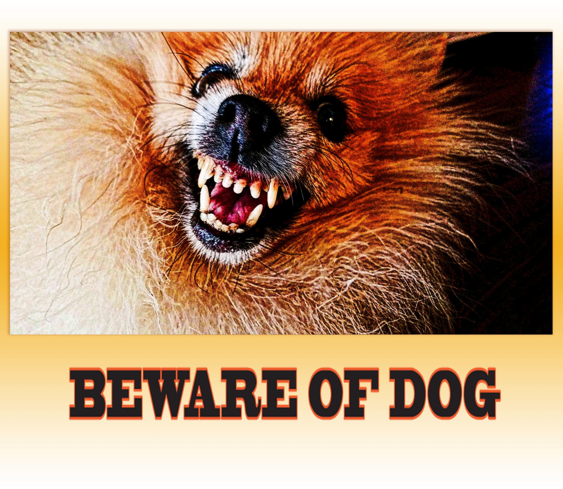 beware-of-dog-sign-free-stock-photo-public-domain-pictures