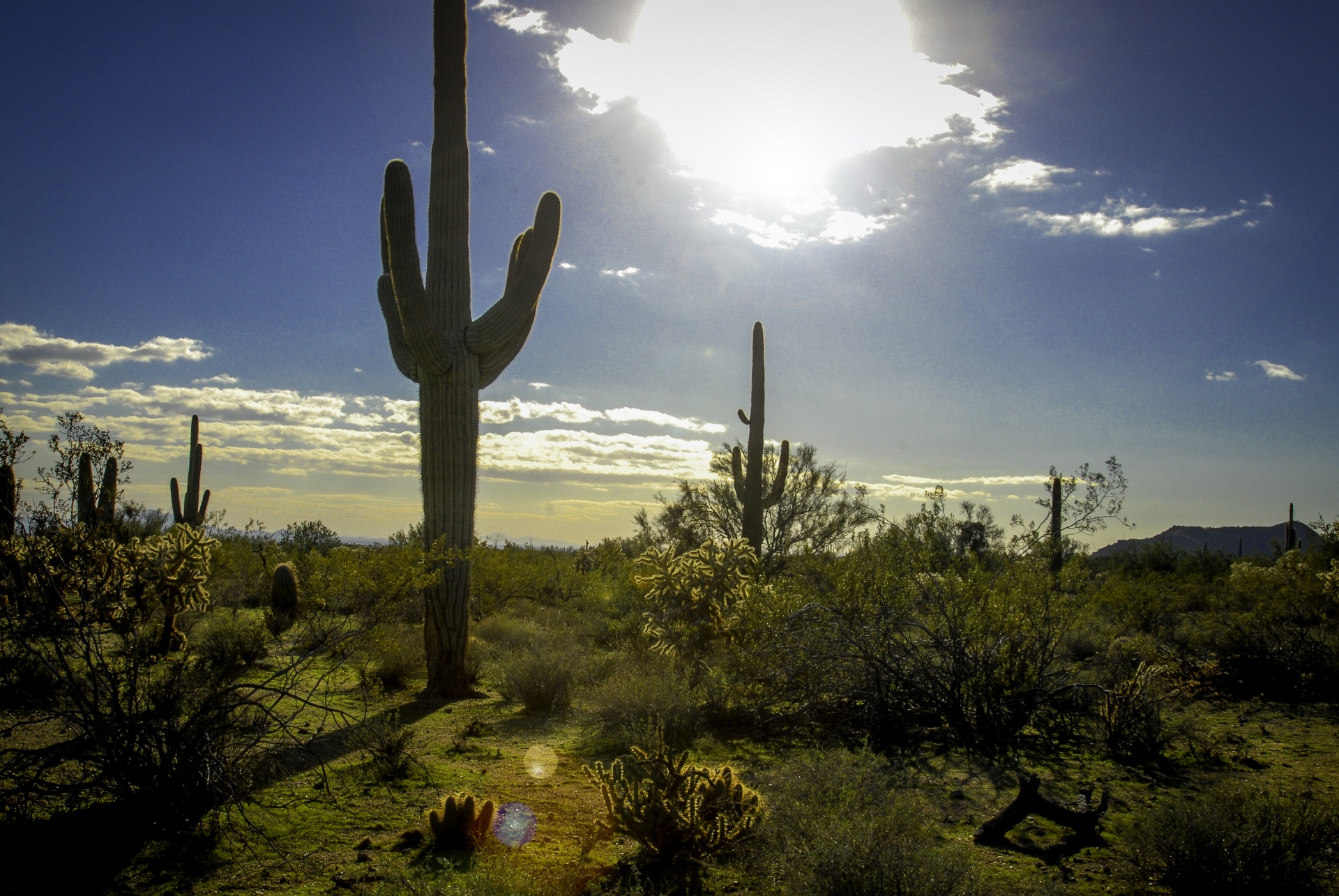 Arizona Desert Landscape Free Stock Photo Public Domain Pictures