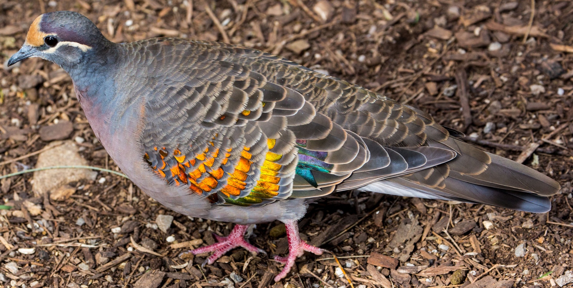 pigeon-colorful-free-stock-photo-public-domain-pictures