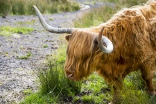 Highlander Cow