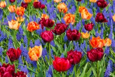 Vivid Tulips And Grape Hyacinths