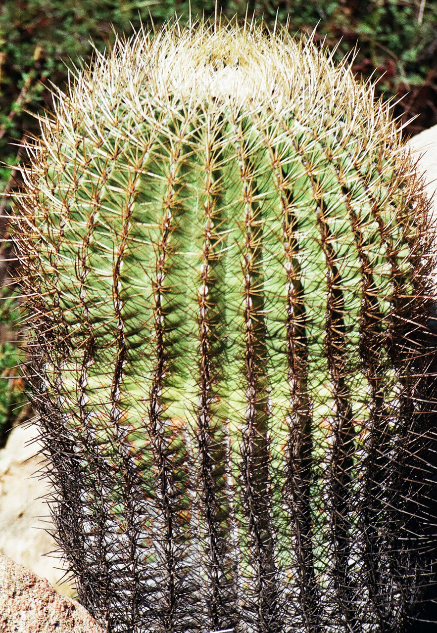 Barrel Cactus Free Stock Photo Public Domain Pictures