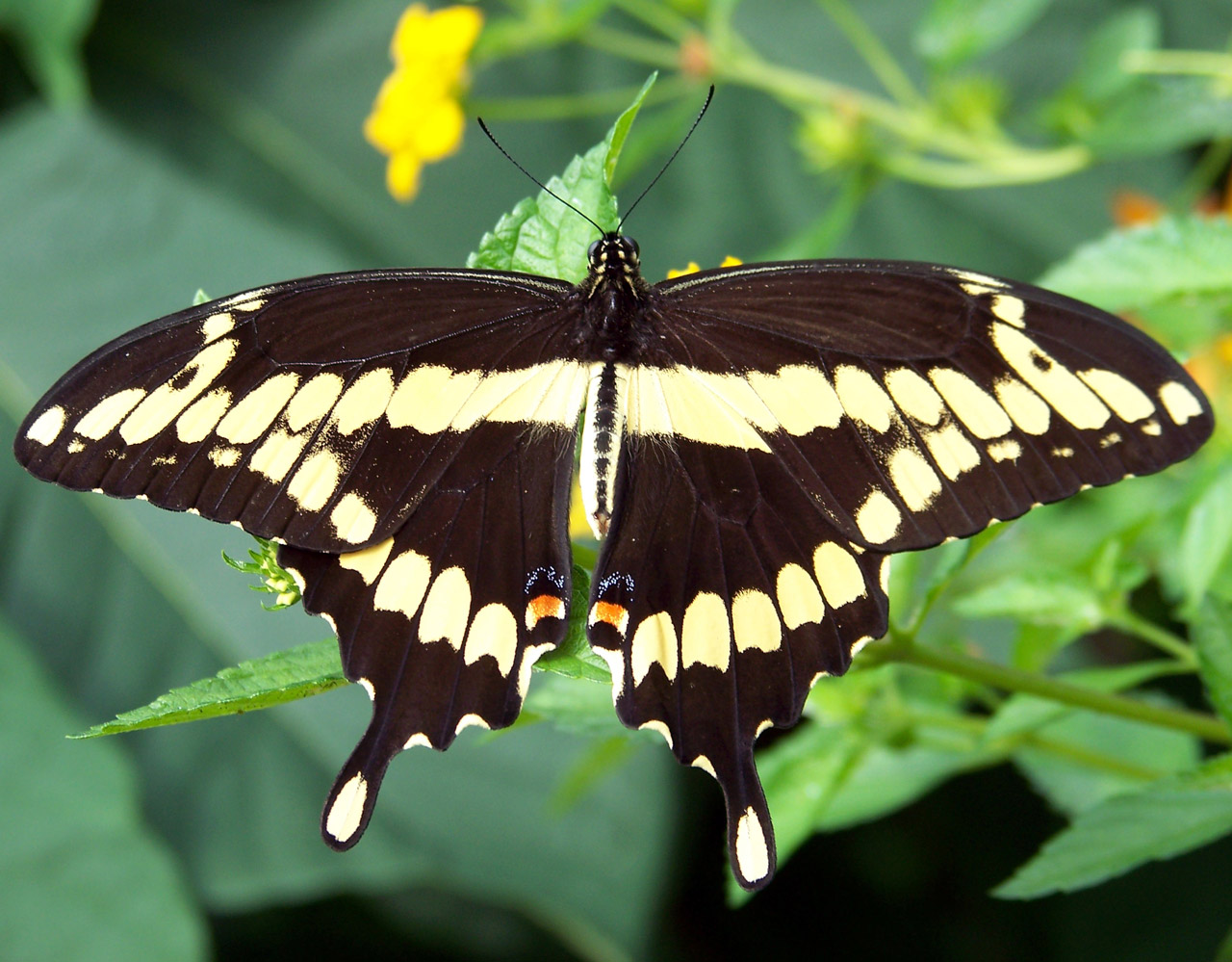 file-monarch-butterfly-danaus-plexippus-5890526585-jpg-wikimedia
