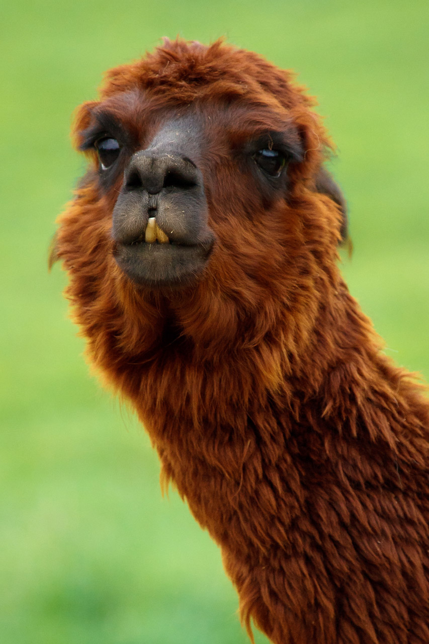 Funny Llama Free Stock Photo - Public Domain Pictures