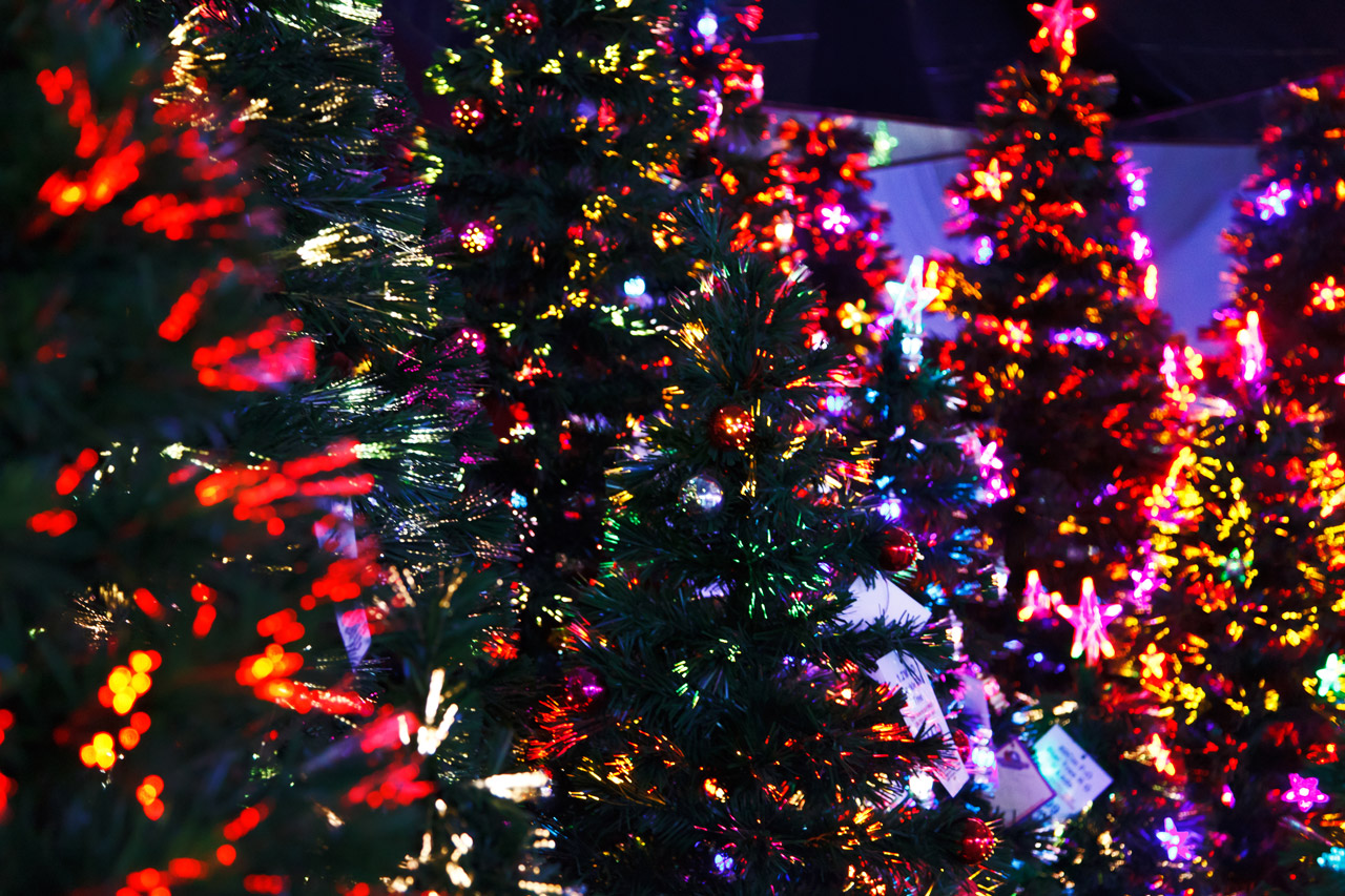 Lit Christmas Trees Free Stock Photo - Public Domain Pictures