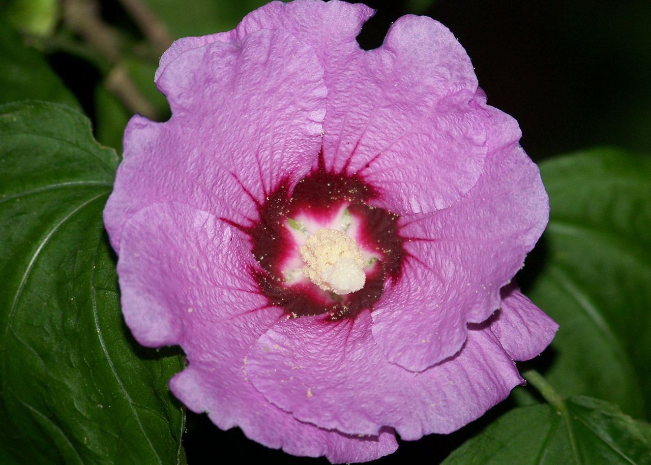 Rose Of Sharon Free Stock Photo - Public Domain Pictures