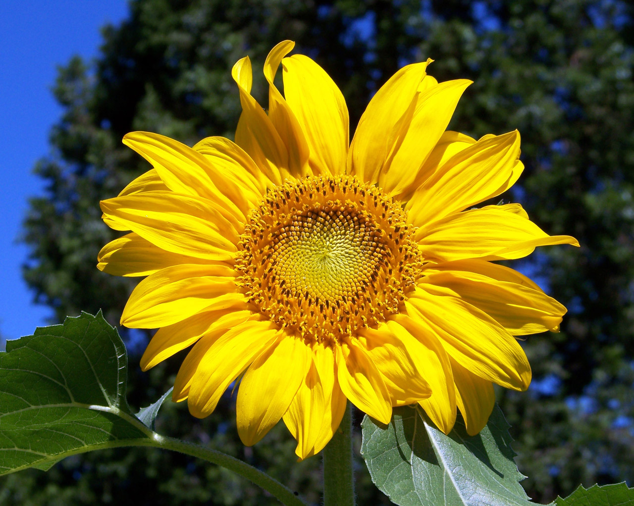 sun flower pictures free download
