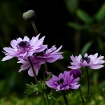 Anemone Flowers Purple