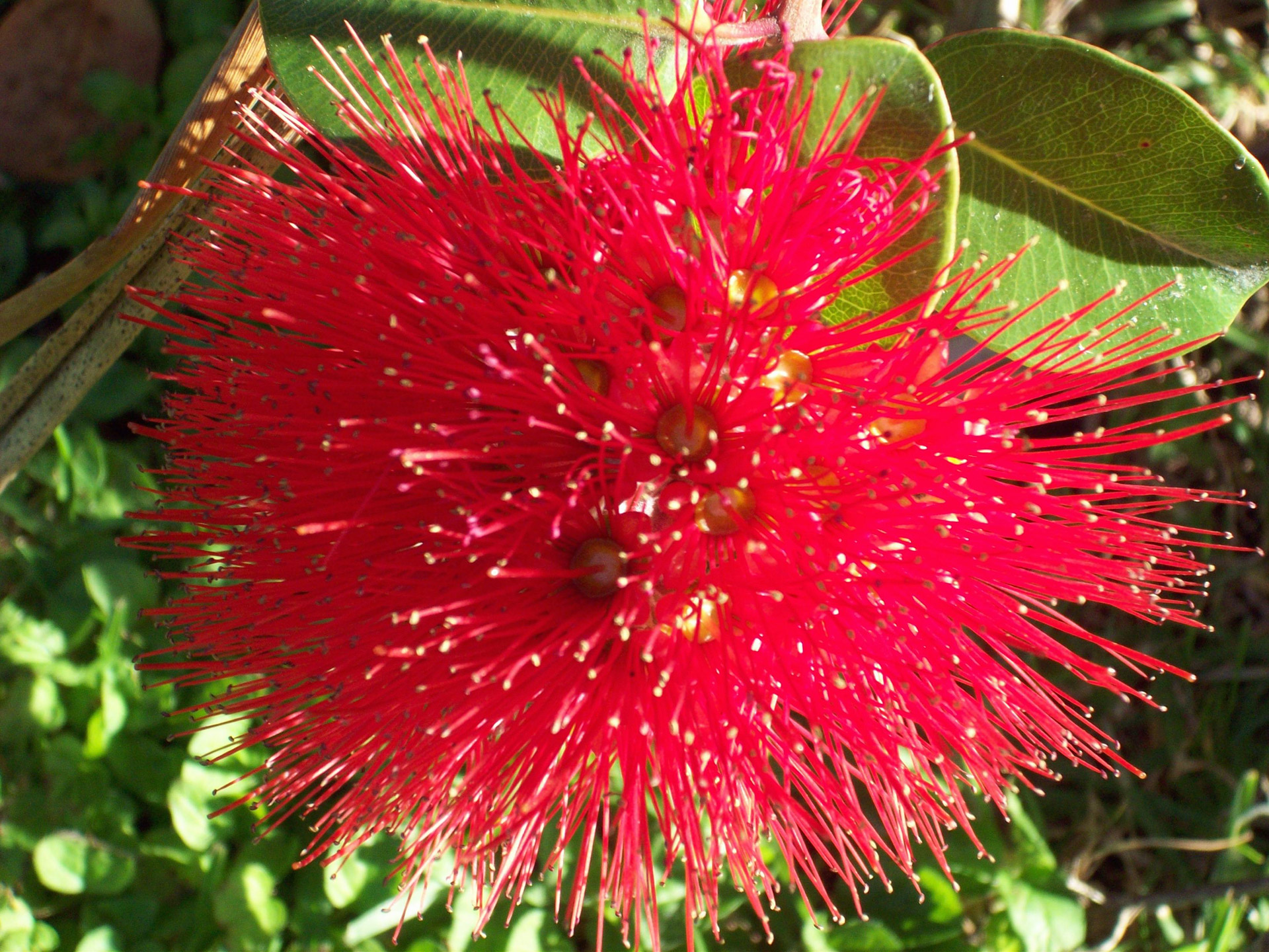 Red Pohutukawa Flower Nz Free Stock Photo Public Domain Pictures