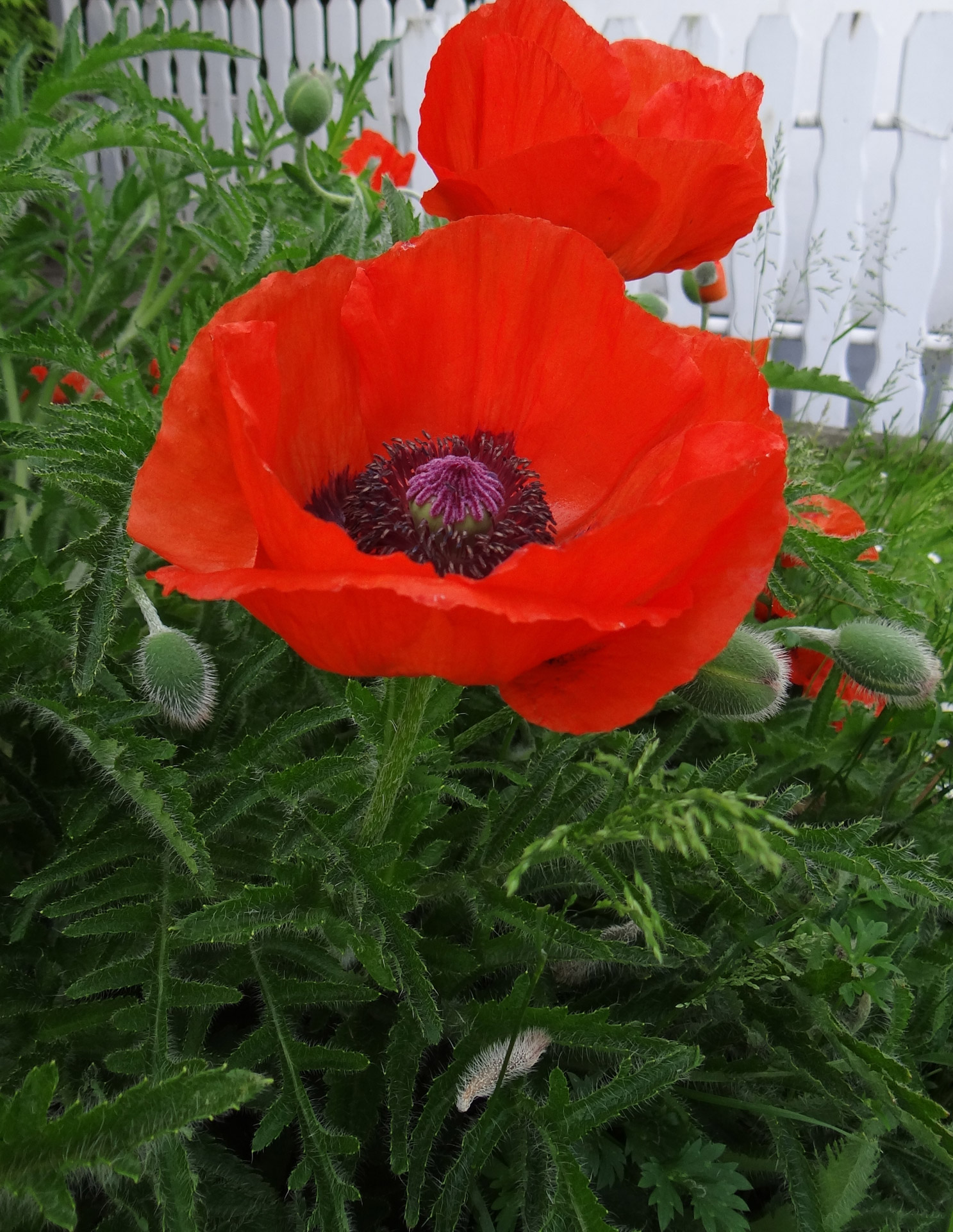 Blooming Red Poppy Free Stock Photo - Public Domain Pictures