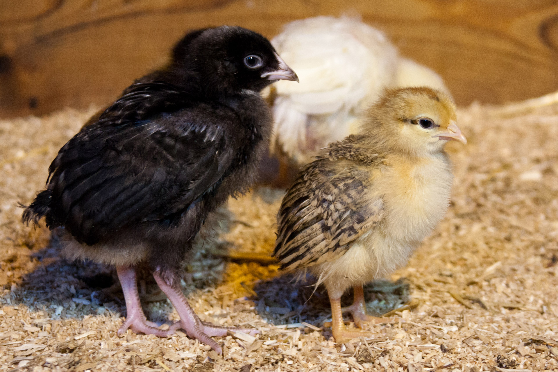 small-chicks-free-stock-photo-public-domain-pictures