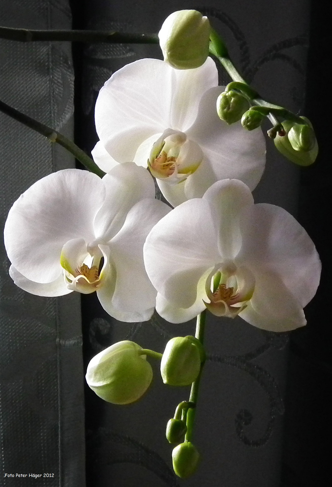 White Orchid Free Stock Photo - Public Domain Pictures