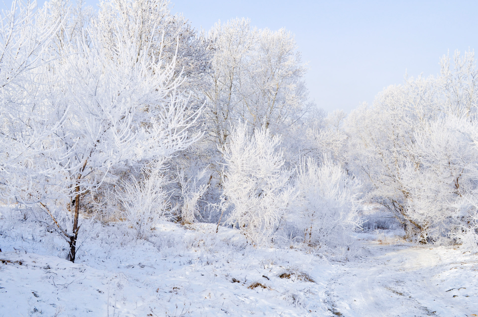 winter-landscape-free-stock-photo-public-domain-pictures