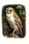 Barn Owl Bird Art Vintage