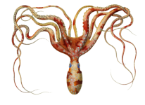 Squid Octopus Myth Of Seafaring