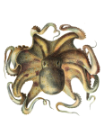 Squid Octopus Myth Of Seafaring