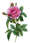 Flower Rose Vintage Art