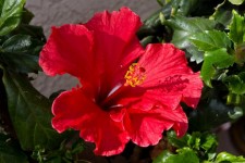 Hibiscus Flower Images - Public Domain Pictures - Page 1