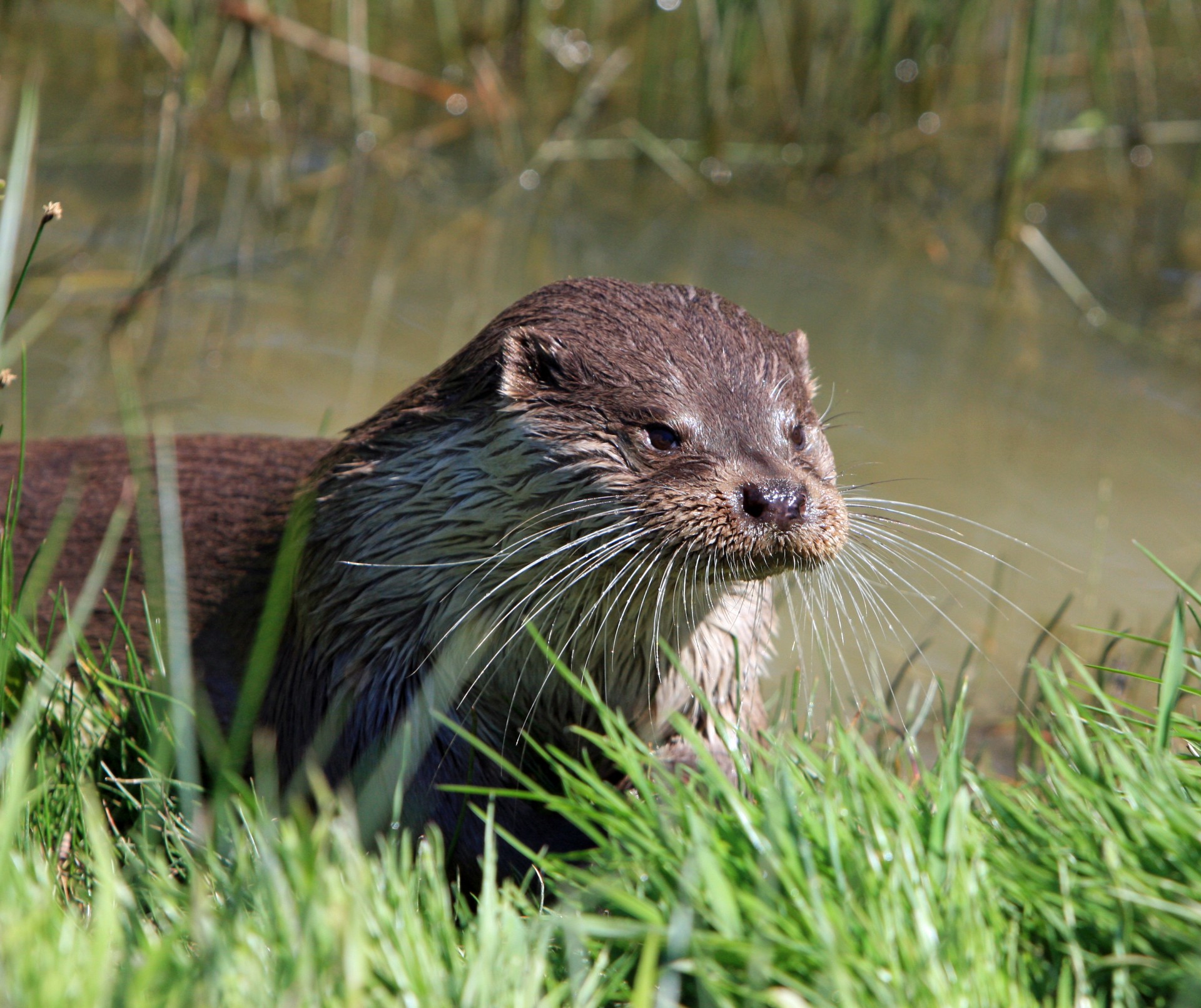 17 Fascinating Facts About Otters That You Didn't Know