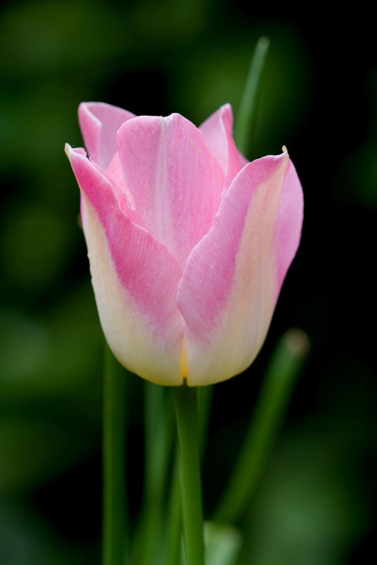 Pink Tulip Flower Free Stock Photo - Public Domain Pictures