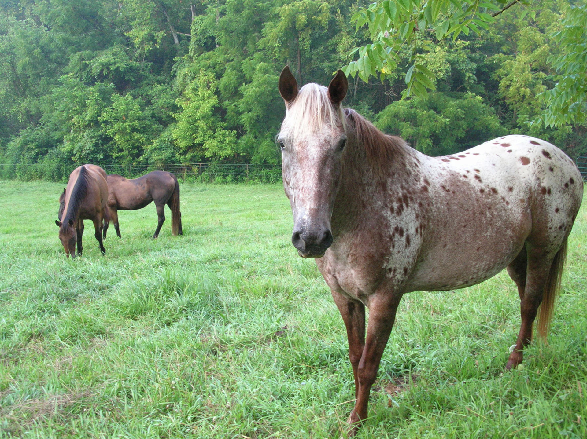 pinto-horse-in-pasture.jpg