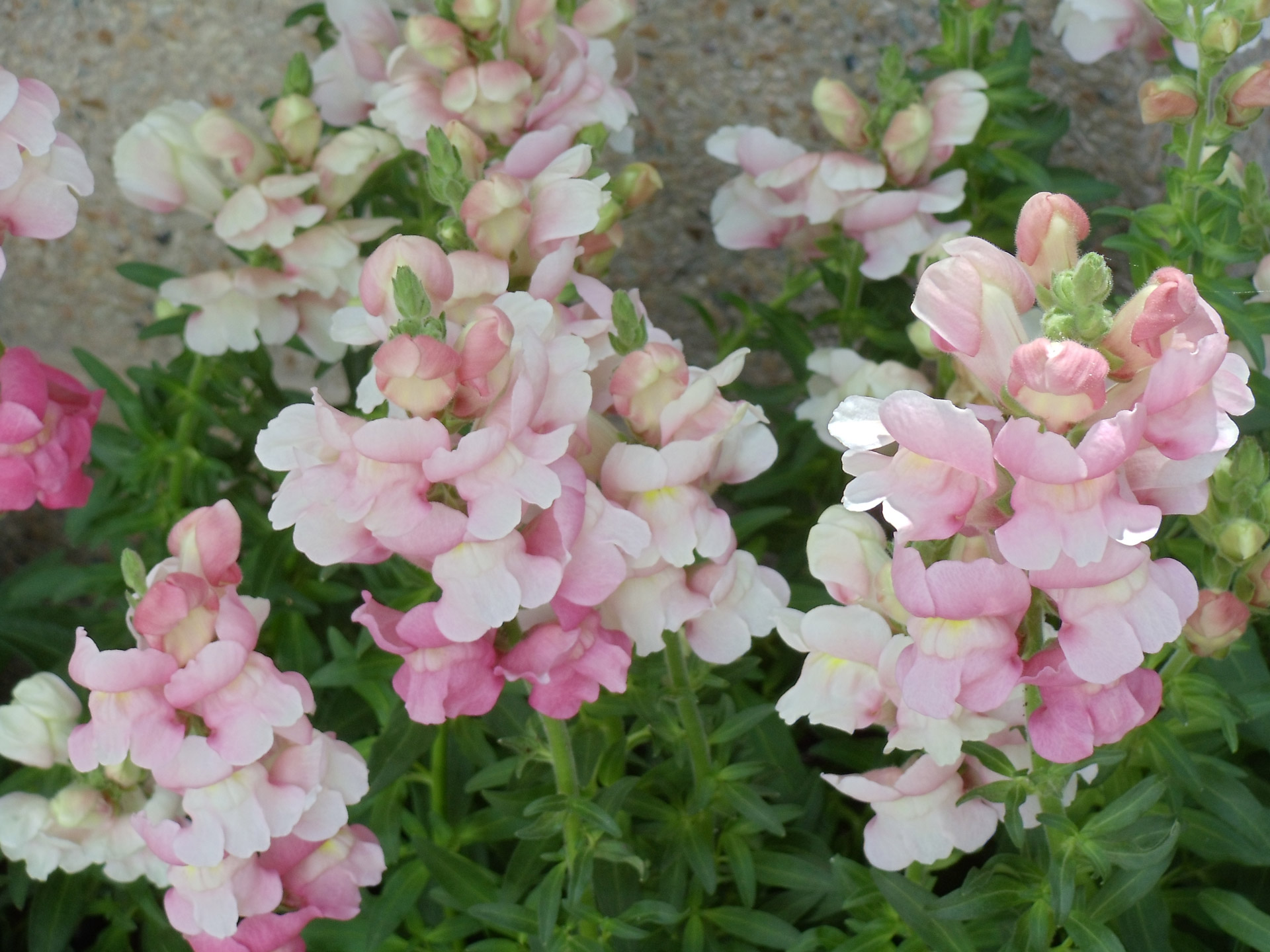 soft-pink-snapdragon-flowers.jpg