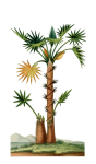 Palm Tree Vintage Illustration
