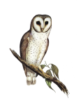 Owl Vintage Clipart Stickers