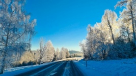 Winter Road And Trees