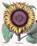 Vintage Botanical Sunflower Blossom
