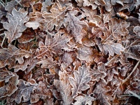 Autumn Leaves Leaves Frost