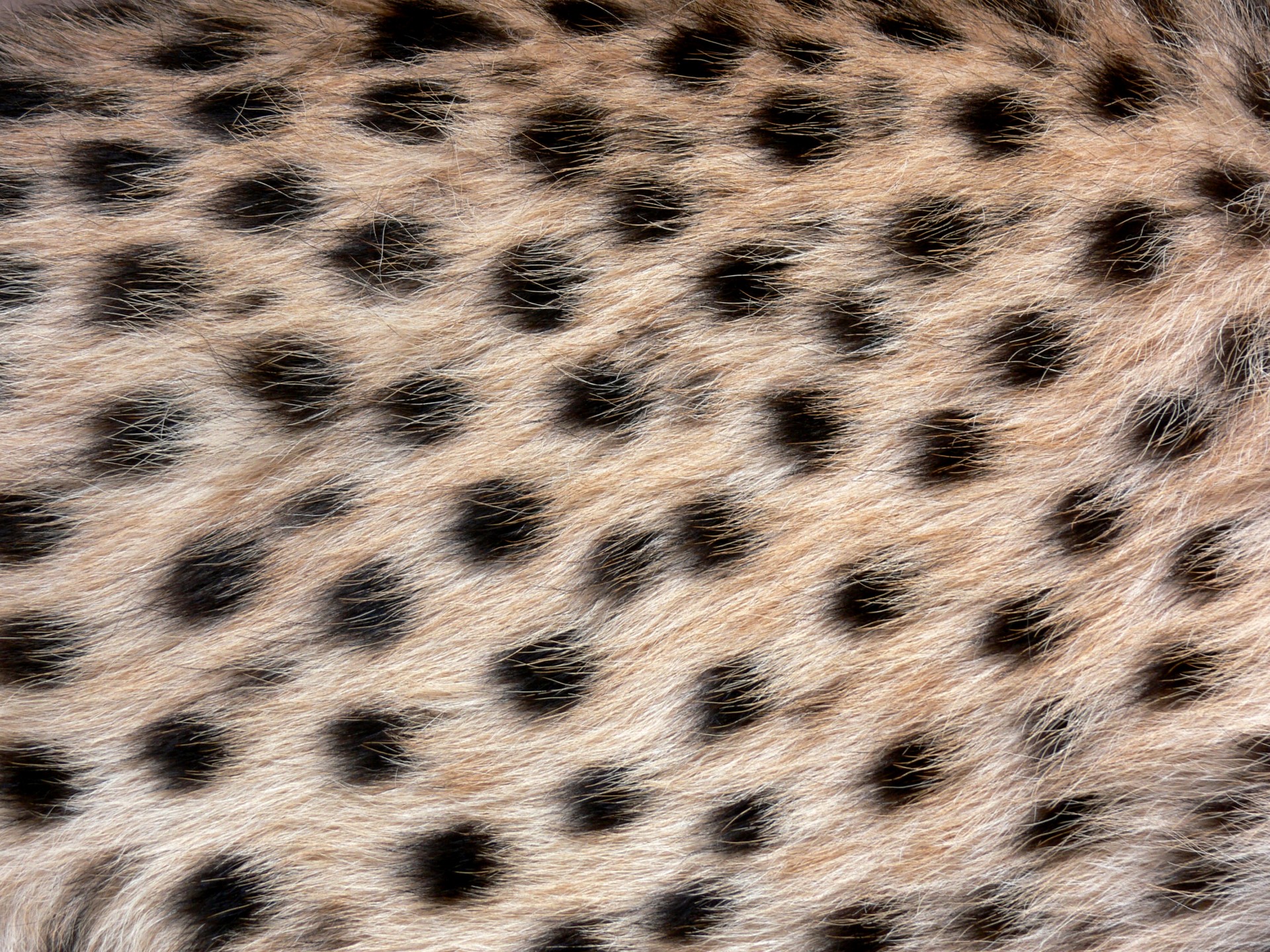 cat with cheetah spots