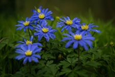 Flowers, Blue Anemone, Flora