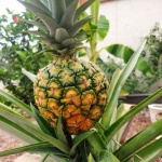 Small Pineapple