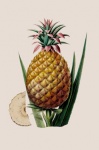 Vintage Pineapple Fruit Art