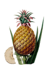 Vintage Pineapple Fruit Art
