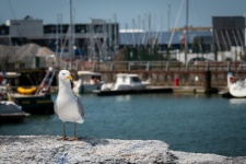Seagull, Harbor, Landscape