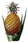 Vintage Clipart Pineapple Fruit
