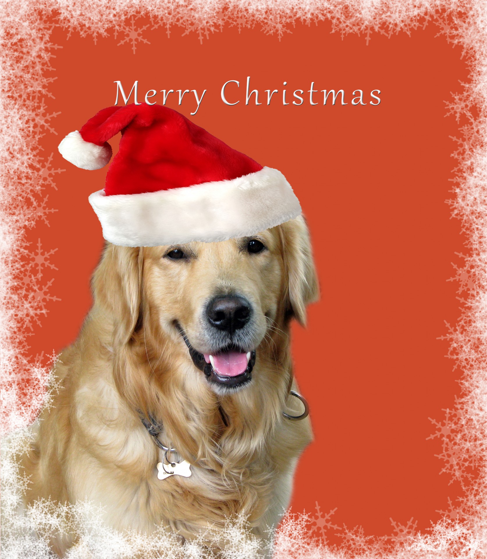 Dog Christmas Card Free Stock Photo - Public Domain Pictures