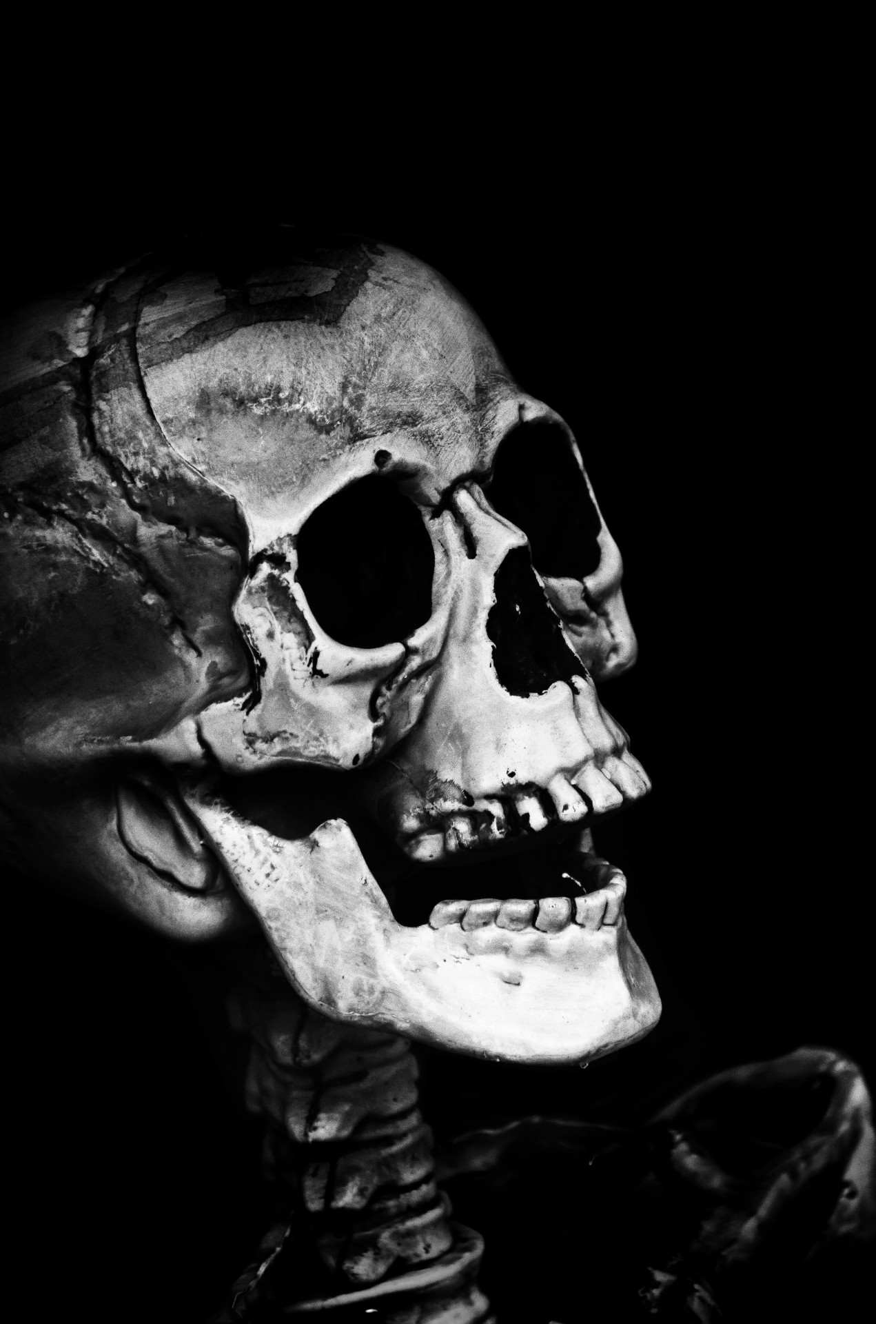 Skull Free Stock Photo - Public Domain Pictures