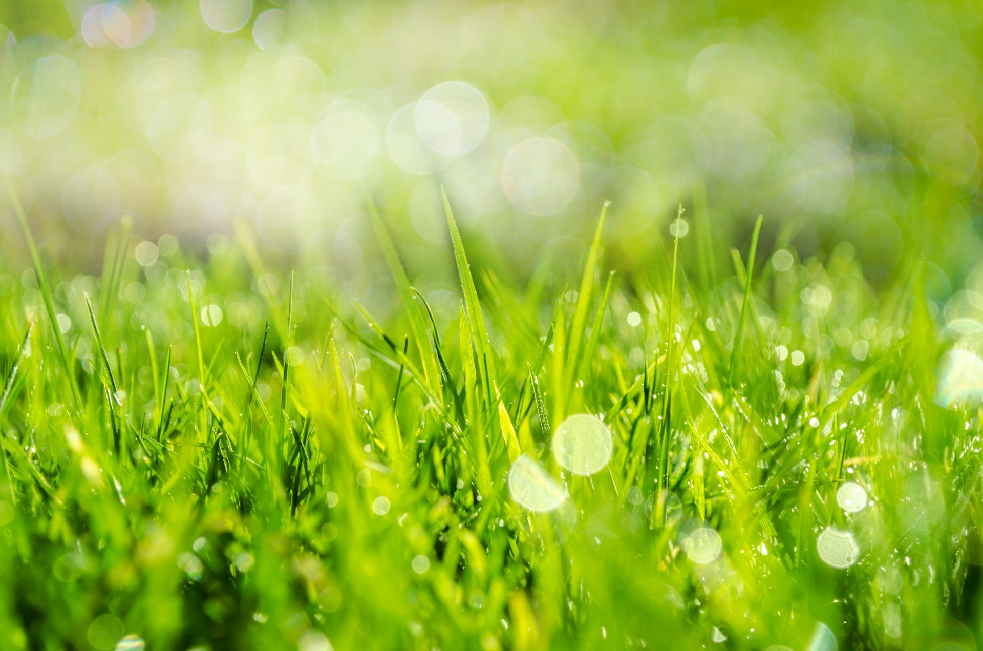 Spring Grass In Sun Light Free Stock Photo - Public Domain Pictures