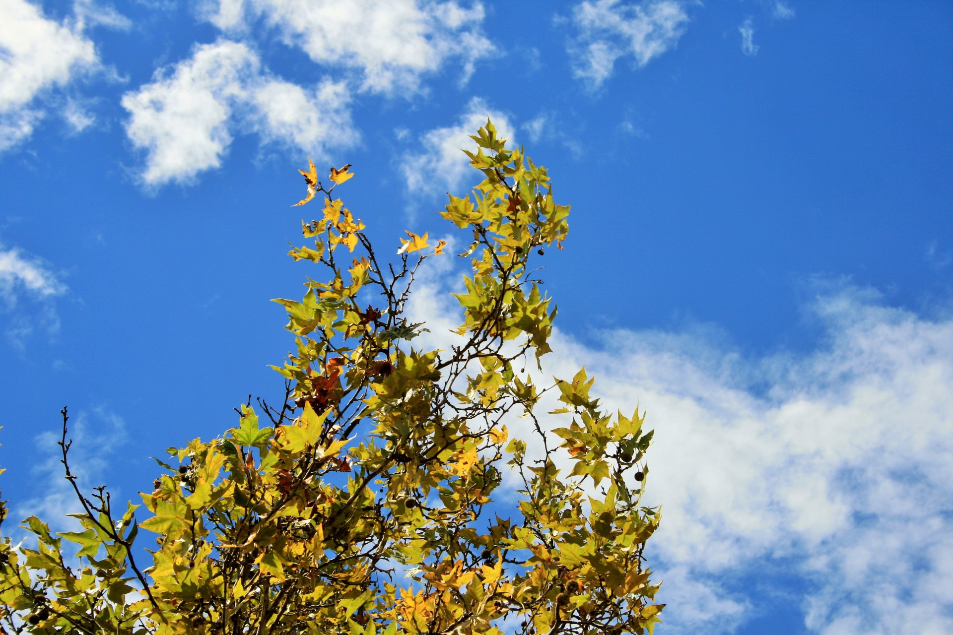 Autumn Tree Against Blue Sky Free Stock Photo - Public Domain Pictures