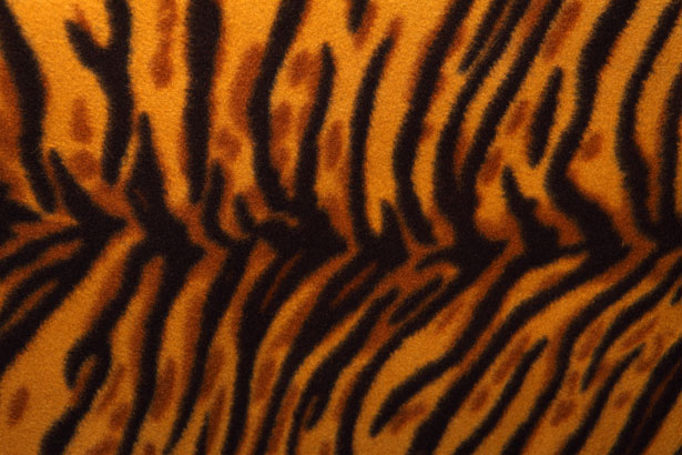 Tiger Pattern Free Stock Photo - Public Domain Pictures