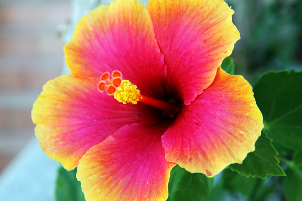 Hibiskus Blume Kostenloses Stock Bild - Public Domain Pictures